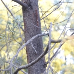 Acacia dealbata at Fadden, ACT - 20 Aug 2016