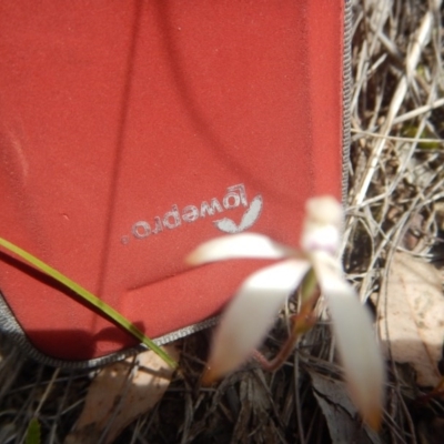 Caladenia ustulata (Brown Caps) at Black Mountain - 6 Oct 2016 by MichaelMulvaney