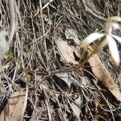 Caladenia ustulata at Undefined Area - suppressed