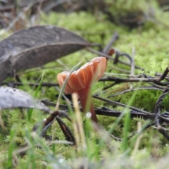 zz agaric (stem; gills white/cream) at Fadden, ACT - 20 Aug 2016 by ArcherCallaway