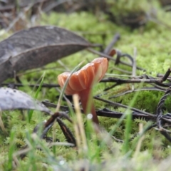 zz agaric (stem; gills white/cream) at Wanniassa Hill - 19 Aug 2016 by RyuCallaway