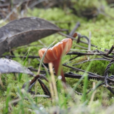 zz agaric (stem; gills white/cream) at Fadden, ACT - 20 Aug 2016 by ArcherCallaway