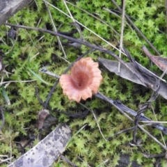 zz agaric (stem; gills white/cream) at Fadden, ACT - 20 Aug 2016