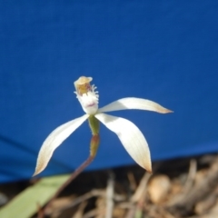 Caladenia ustulata (Brown Caps) at Black Mountain - 6 Oct 2016 by MichaelMulvaney