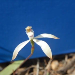 Caladenia ustulata at Point 29 - suppressed