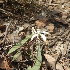 Caladenia ustulata at Point 29 - suppressed