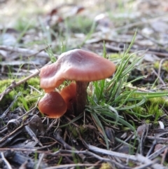 Dermocybe sp. at Wanniassa Hill - 20 Aug 2016 by ArcherCallaway
