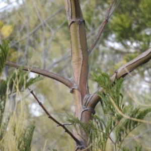 Acacia decurrens at Fadden, ACT - 20 Aug 2016 09:00 AM