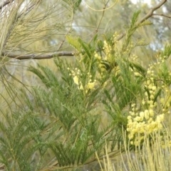 Acacia decurrens at Fadden, ACT - 20 Aug 2016 09:00 AM