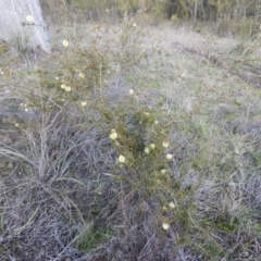 Acacia ulicifolia (Prickly Moses) at Fadden, ACT - 19 Aug 2016 by ArcherCallaway