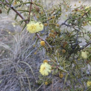 Acacia ulicifolia at Fadden, ACT - 20 Aug 2016 09:21 AM