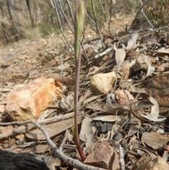 Calochilus sp. (A Beard Orchid) at Canberra Central, ACT - 6 Oct 2016 by MichaelMulvaney