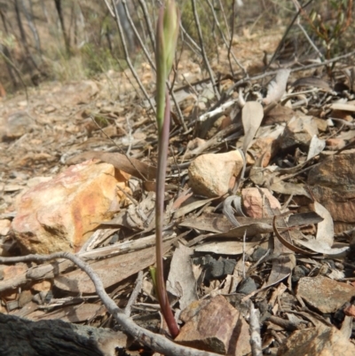 Calochilus sp. (A Beard Orchid) at Black Mountain - 6 Oct 2016 by MichaelMulvaney