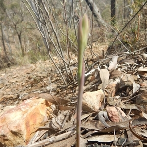 Calochilus sp. at Undefined Area - suppressed