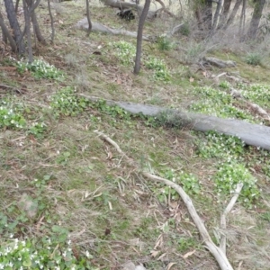 Viola odorata at Fadden, ACT - 20 Aug 2016