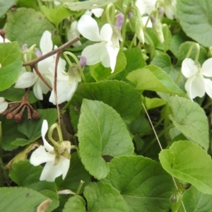 Viola odorata at Fadden, ACT - 20 Aug 2016