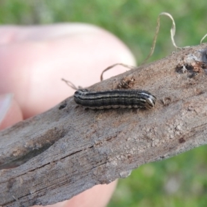 Noctuidae unclassified IMMATURE moth at Fadden, ACT - 20 Aug 2016