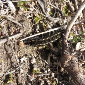 Apina callisto at Fadden, ACT - 20 Aug 2016 10:23 AM