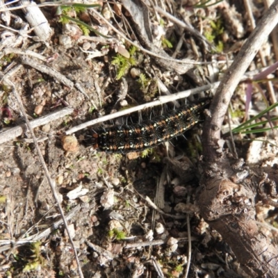 Apina callisto (Pasture Day Moth) at Wanniassa Hill - 20 Aug 2016 by RyuCallaway