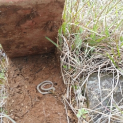 Aprasia parapulchella (Pink-tailed Worm-lizard) at Molonglo River Reserve - 7 Oct 2016 by RichardMilner