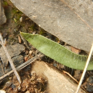 Glossodia major at Point 29 - suppressed