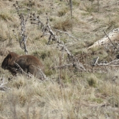 Vombatus ursinus (Common wombat, Bare-nosed Wombat) at Burra, NSW - 21 Aug 2016 by ArcherCallaway