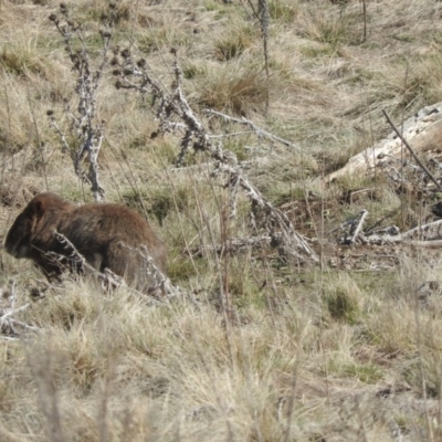 Vombatus ursinus (Common wombat, Bare-nosed Wombat) at Googong Foreshore - 21 Aug 2016 by RyuCallaway