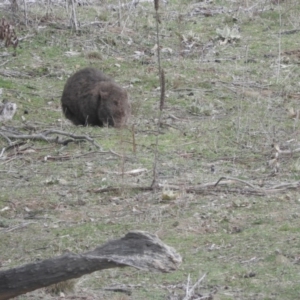 Vombatus ursinus at Burra, NSW - 21 Aug 2016 10:22 AM