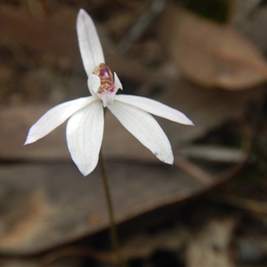 Caladenia fuscata at Point 29 - 6 Oct 2016