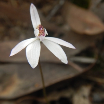 Caladenia fuscata (Dusky Fingers) at Black Mountain - 6 Oct 2016 by MichaelMulvaney