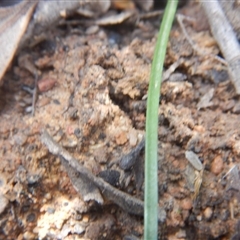 Caladenia fuscata at Point 29 - 6 Oct 2016