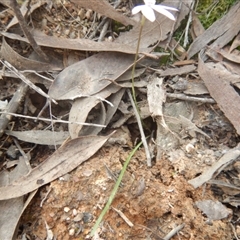 Caladenia fuscata at Point 29 - 6 Oct 2016