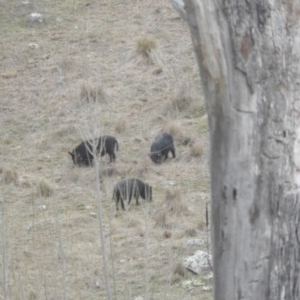 Sus scrofa at Burra, NSW - suppressed