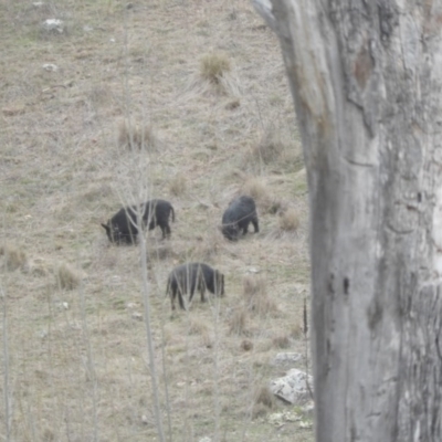 Sus scrofa (Wild Boar, Feral Pig) at Burra, NSW - 21 Aug 2016 by ArcherCallaway