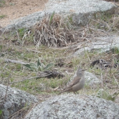 Climacteris picumnus (Brown Treecreeper) at QPRC LGA - 21 Aug 2016 by ArcherCallaway