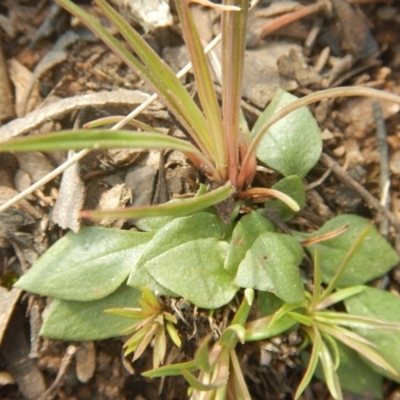 Speculantha rubescens (Blushing Tiny Greenhood) at Canberra Central, ACT - 6 Oct 2016 by MichaelMulvaney