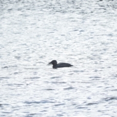 Biziura lobata (Musk Duck) at Burra, NSW - 21 Aug 2016 by ArcherCallaway