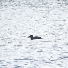 Biziura lobata (Musk Duck) at Burra, NSW - 21 Aug 2016 by RyuCallaway