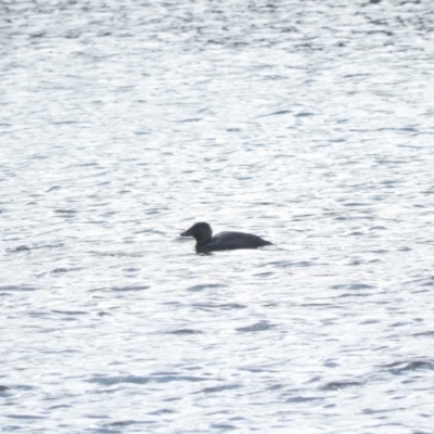 Biziura lobata (Musk Duck) at Googong Foreshore - 21 Aug 2016 by RyuCallaway