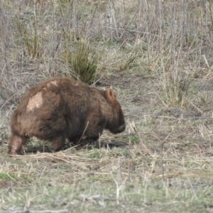 Vombatus ursinus at Burra, NSW - 21 Aug 2016