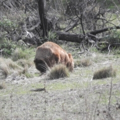 Vombatus ursinus (Common wombat, Bare-nosed Wombat) at Burra, NSW - 21 Aug 2016 by ArcherCallaway