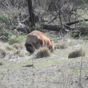 Vombatus ursinus at Burra, NSW - 21 Aug 2016 12:32 PM