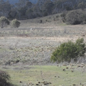 Gymnorhina tibicen at Burra, NSW - 21 Aug 2016 12:59 PM