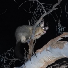 Trichosurus vulpecula (Common Brushtail Possum) at Fadden, ACT - 23 Aug 2016 by ArcherCallaway