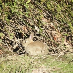 Oryctolagus cuniculus (European Rabbit) at Acton, ACT - 26 Aug 2016 by ArcherCallaway