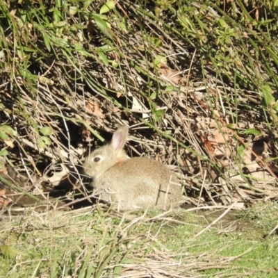 Oryctolagus cuniculus (European Rabbit) at Acton, ACT - 26 Aug 2016 by RyuCallaway