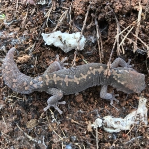 Diplodactylus vittatus at Majura, ACT - 7 Oct 2016