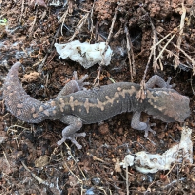 Diplodactylus vittatus (Eastern Stone Gecko) at Majura, ACT - 7 Oct 2016 by AaronClausen