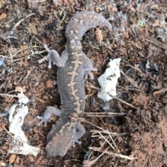 Diplodactylus vittatus at Majura, ACT - suppressed