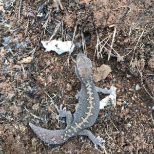 Diplodactylus vittatus at Majura, ACT - suppressed